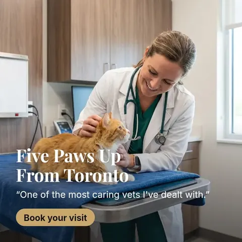 veterinary ad example generated by ClinAds